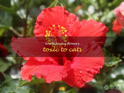 are hibiscus flowers poisonous|are hibiscus dangerous to cats.